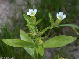 Image result for Hippocratea graciliflora