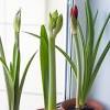 Wie oft gießt man amaryllis? 1