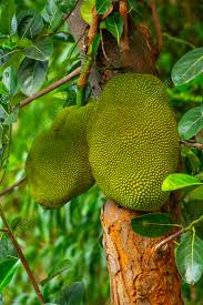 Image result for Artocarpus heterophyllus