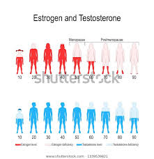 estrogen testosterone hormone levels chart vector stock