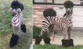 Check spelling or type a new query. Zebra Poodle Runs Around Yard In San Francisco Daily Mail Online