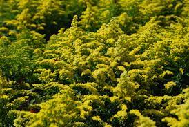 Check spelling or type a new query. 10 Perennials For Late Summer And Fall Color Costa Farms