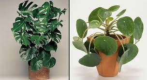 Plante verte interieur peu lumiere. 13 Plantes D Interieur Mini Efforts Maxi Effets