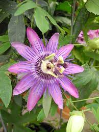 Get Your Passion On Passion Flower Amethyst Is A Beautiful Vining Plant Use In Hanging Baskets On Trellises Arbors Or Obelisks Passiflore