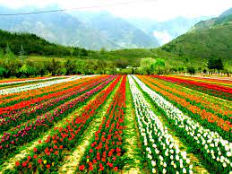 The Tulip Festival Of Kashmir Valley Srinagar Valley Of Flowers Scenic Beautiful Gardens