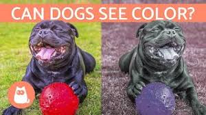 Your furry friend has the perfect vision setup for their needs and daily routines and being color blind by our standards is in. Can Dogs See Color How A Dog S Vision Works Youtube