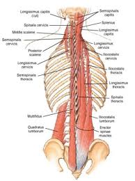 Muscles of the back, anatomy chart. Muscle Charts Massagelongbeachca Com