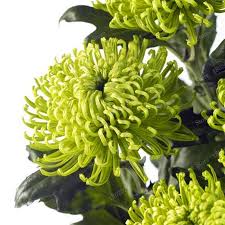 Mum Seeds Perennial Flower Seeds Indoor Bonsai Plants Chrysanthemum Mixed Color 200pcs Flowers Perennials Chrysanthemum Seeds Bonsai Flower