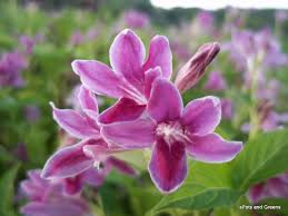 Image result for Asystasia intrusa