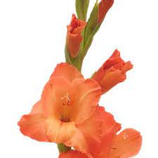 Gladiolus Orange Flower Fiftyflowers Com Gladiolus Wedding Flowers Orange Wedding Flowers Gladiolus