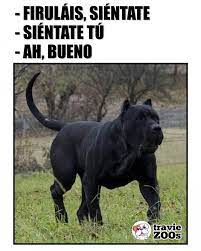 Pin En Animales