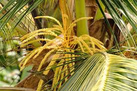 Coconut Flowers Are Auspicious Symbols And Are Fixtures At Hindu And Buddhist Weddings And Other Important Occasions In Kerala Coconut Flowers Cocotier Plante