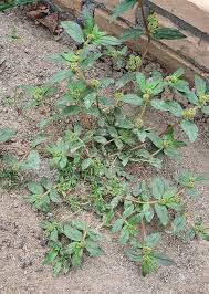Image result for Euphorbia hirta