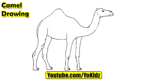 Draw lightly at first so that you can erase easily if you want to change anything. How To Draw Camel For Kids Youtube