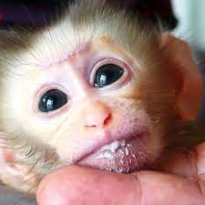 Cute Baby Monkey Video Home Facebook