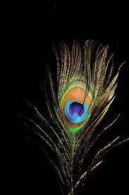 Maybe you would like to learn more about one of these? Peacock Krishna Lord Krishna Wallpapers Peacock Feather Art