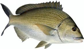 Black Bream