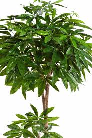 Image result for pachira obrázek