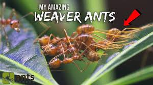 Check spelling or type a new query. How Do Weaver Ants Stitch Their Leaf Nests Together The Kid Should See This