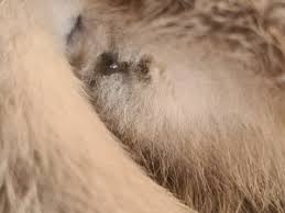 Durchsichtiger Ausfluss Aus Vagina