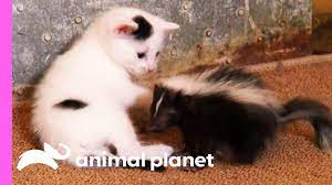 Maybe you would like to learn more about one of these? Black And White Kittens Welcome An Oddball Orphan To Their Family Too Cute Youtube