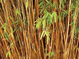 So when we are building that luscious, tropical paradise you can hear more of the tranquil sounds of nature and less of the nearby busy road. Pin On Outdoors