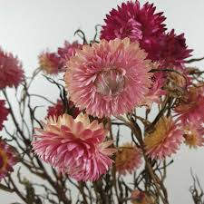 Shop dried flowers to unleash your creative side. Dried Pink Helichrysum Strawflower The Hiden Collective