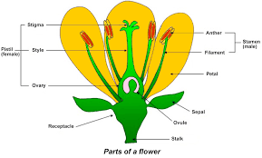 Male and female plants are two types of sexual morphology found in sporophyte of flowering plants. Science 101 Flowers Iowa Agriculture Literacy