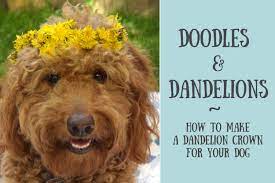 How To Make A Flower Crown Using Just Dandelions Your Dog Dandelion Brain Games For Dogs