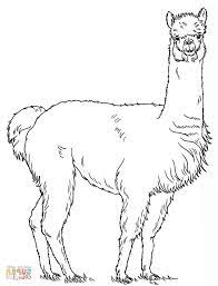 15 parfait coloriage lama stock tchoupi pokemon - skyline de cologne