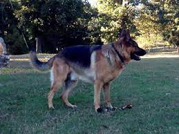 Check spelling or type a new query. Akc German Shepherd Puppies For Sale In Jackson Tennessee Classified Americanlisted Com