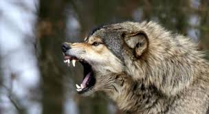 Orhan Alacam Adli Kullanicinin Kurt Panosundaki Pin Kurt Hayvanlar Wolf