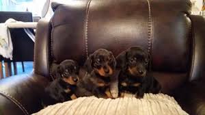 We are a family operated kennel dedicated to breeding quality miniature dachshunds. Dachshund Puppies For Sale Huntsville Al 129514