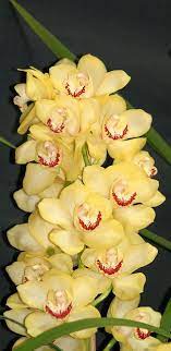Yellow Cymbidium Orchid Cymbidium Orchids Orchids Beautiful Flowers Garden