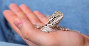 Low maintenance pets · 1. 10 Low Maintenance Pets For Kids