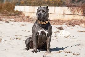 Please visit our topdogfrenchbulldogs.com website. Xl Xxl American Bully American Bully Pitbull Terrier American