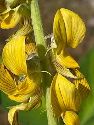Image result for Crotalaria oocarpa