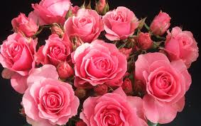 صور ورود جميلة With Images Rose Beautiful Roses Pink Rose