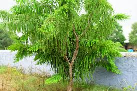 Image result for Phyllanthus udoricola