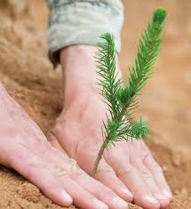 Cuidado ambiental