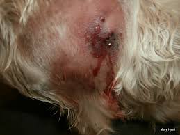 Image result for wolf spider bite skin