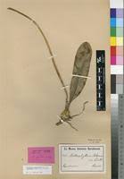 Image result for Bulbophyllum schinzianum