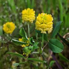 Image result for Trifolium campestre