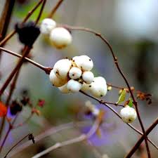 Image result for Landolphia kirkii