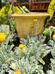 Image result for Centaurea ragusina