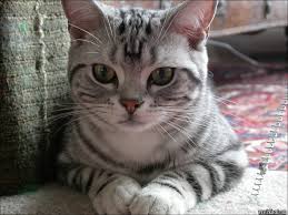 Miribu cattery american shorthair kittens & cats. American Shorthair Kittens For Sale