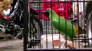 Dalam masa pengeraman, indukan cucak ijo membutuhkan kenyamanan dan ketenangan di kandang dan sekitar kandang. Suara Burung Cucak Ijo Dahsyat Gacor Sudah Mati Dimakan Tikus Youtube