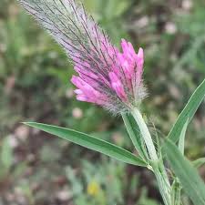 Image result for Trifolium