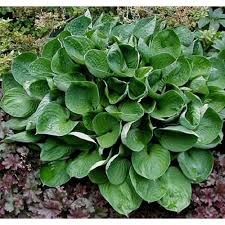 Mature clump 18 high x 43 wide. Hosta MelsvÄ— Second Wind
