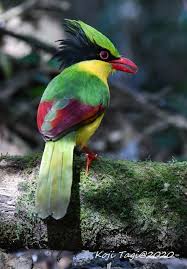 Birds Of A Feather 2020 Series Pin By Christy Serr On Birds Of A Feather In 2020 Animals Beautiful Animals Animals Of The World